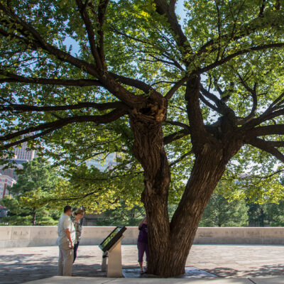 The Survivor Tree — Urban Forestry South