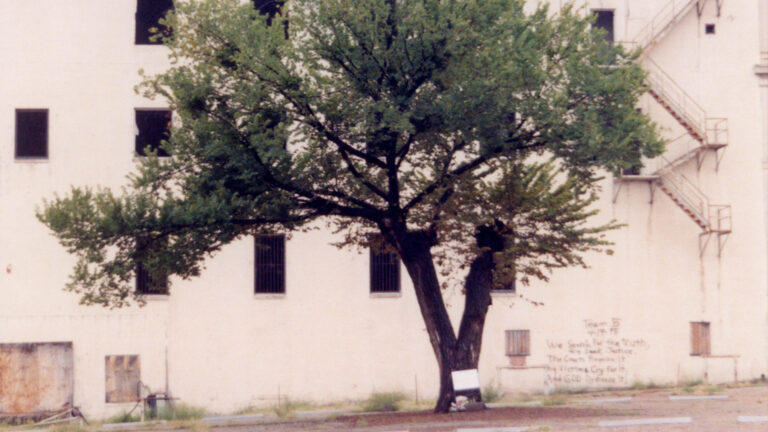 The Survivor Tree – Then – Oklahoma City National Memorial & Museum