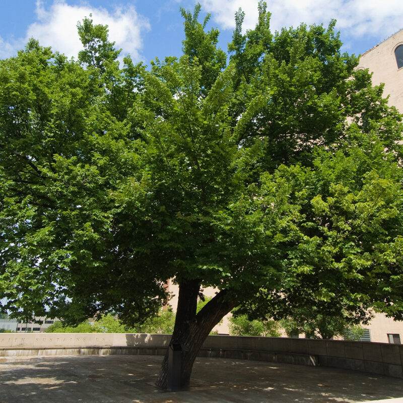 The Survivor Tree – Oklahoma City National Memorial & Museum