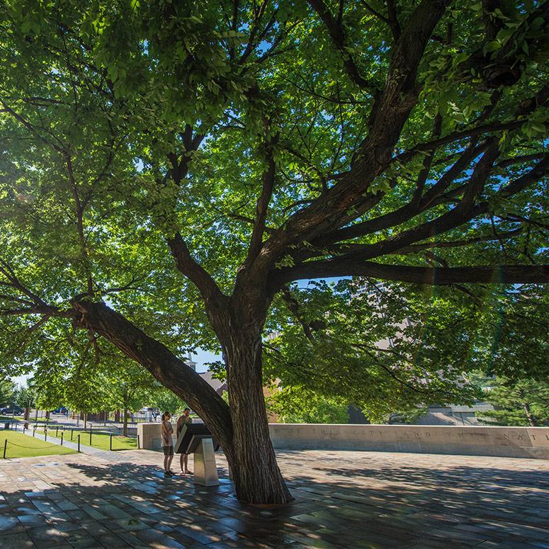 Authorities work to save Survivor Tree at Oklahoma City National Memorial  after limb lost to ice