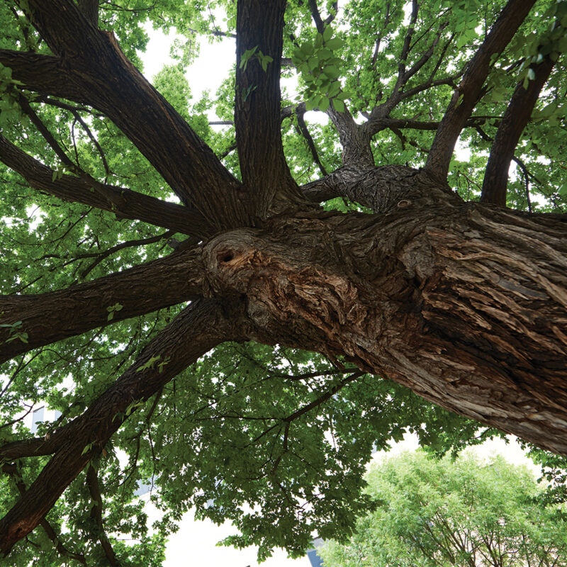 Survivor Tree (American Elm in Oklahoma City)