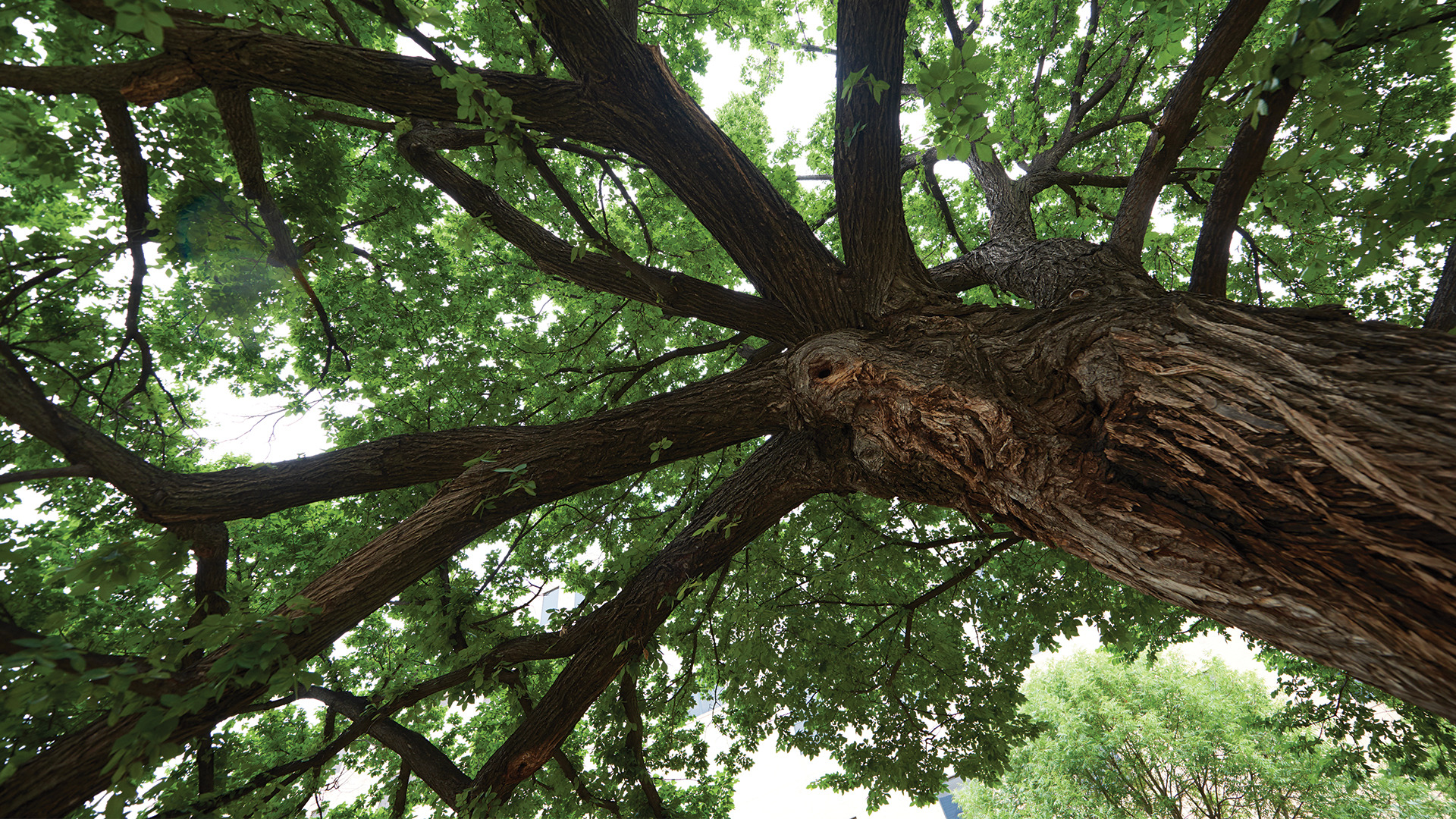 Obite Tree The Survivor Tree - Oklahoma City National Memorial & Museum