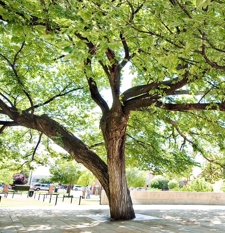 Oklahoma City National Memorial & Museum - The Survivor Tree — a symbol of  hope and resiliency in our community. The inscription around the tree reads  The spirit of this city and