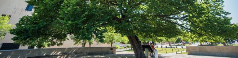 The Survivor Tree Book Signing