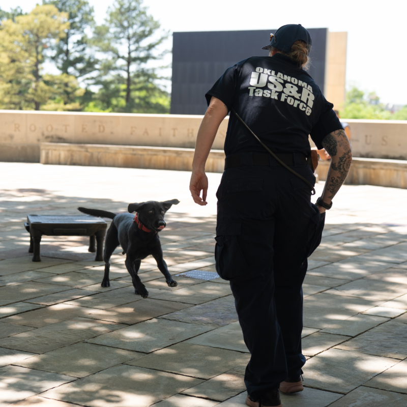 Rescue Dogs Demonstration